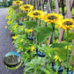 🌻 PROMO LIMITÉE 50% DE RÉDUCTION ! ✨ Lampe Solaire Tournesol de Jardin – Éclairage LED, Design Réaliste, 8h d‘Autonomie 🌙